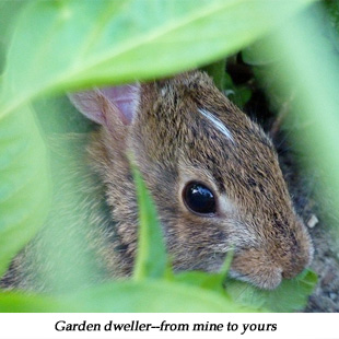 garden dweller