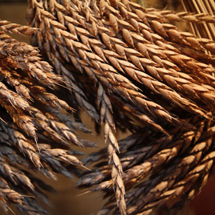 Grains