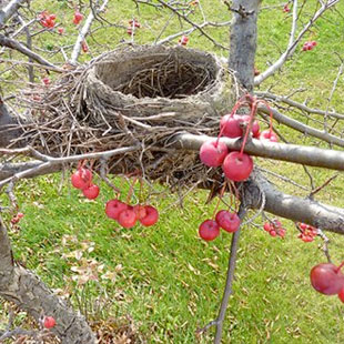 Surprises in the Spring Garden--Any to Report?