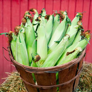 Sweet corn