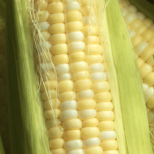 Corn Kernels