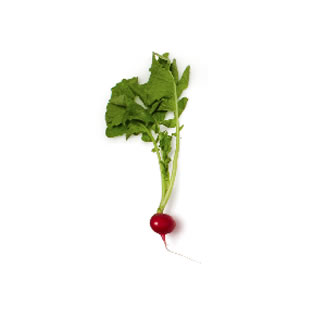 Radishes