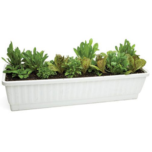 Easy-to-Grow Container Greens