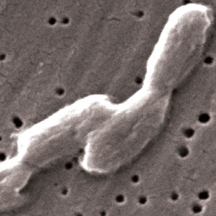 salmonella